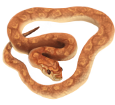 Serpiente del maíz - piel 36